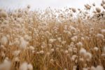 Grasses HD Wallpapers