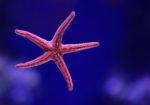 Star Fish HD Wallpapers