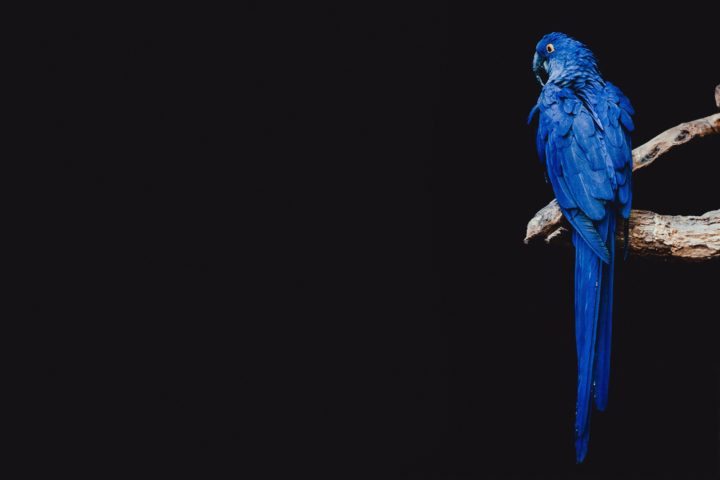 Blue Bird HD Wallpapers - 5dwallpaper.com