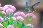 Hummingbird HD Wallpapers
