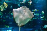Stingray HD Wallpapers