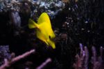 Yellow Fish HD Wallpapers