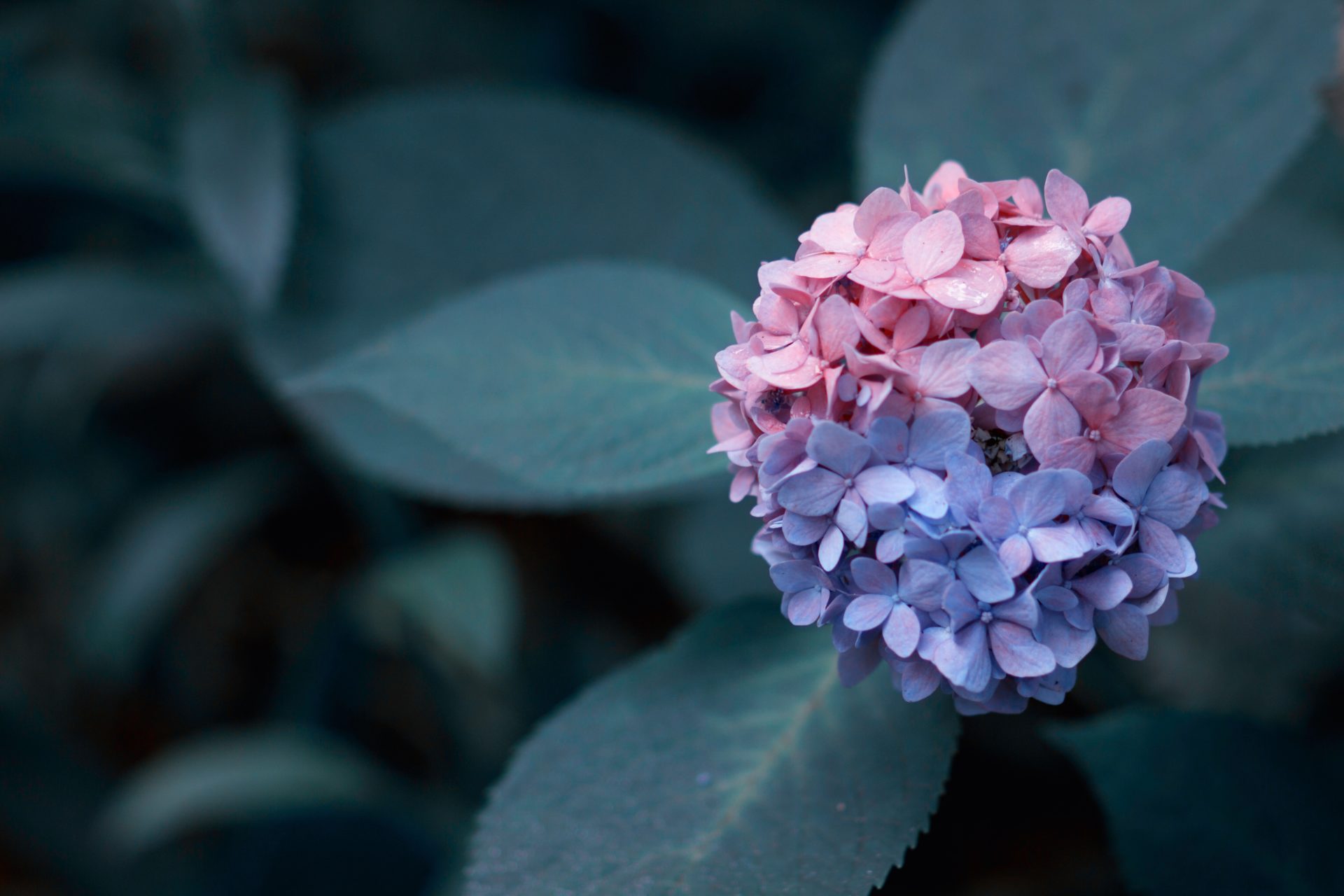 Hydrangea HD Wallpapers - 5dwallpaper.com