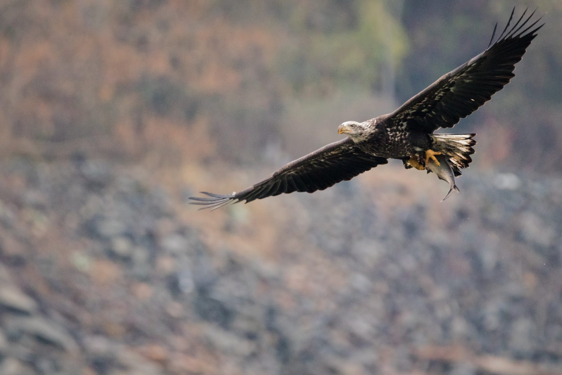 Повышение в дикой природе. Полет (4 штуки). 4k Wallpaper planw Hawk. M brother Flying Eagle.