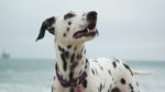 Dalmatian Wallpapers