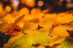 Yellow Leaves Wallpapers
