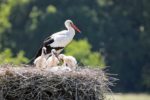 Stork Wallpapers
