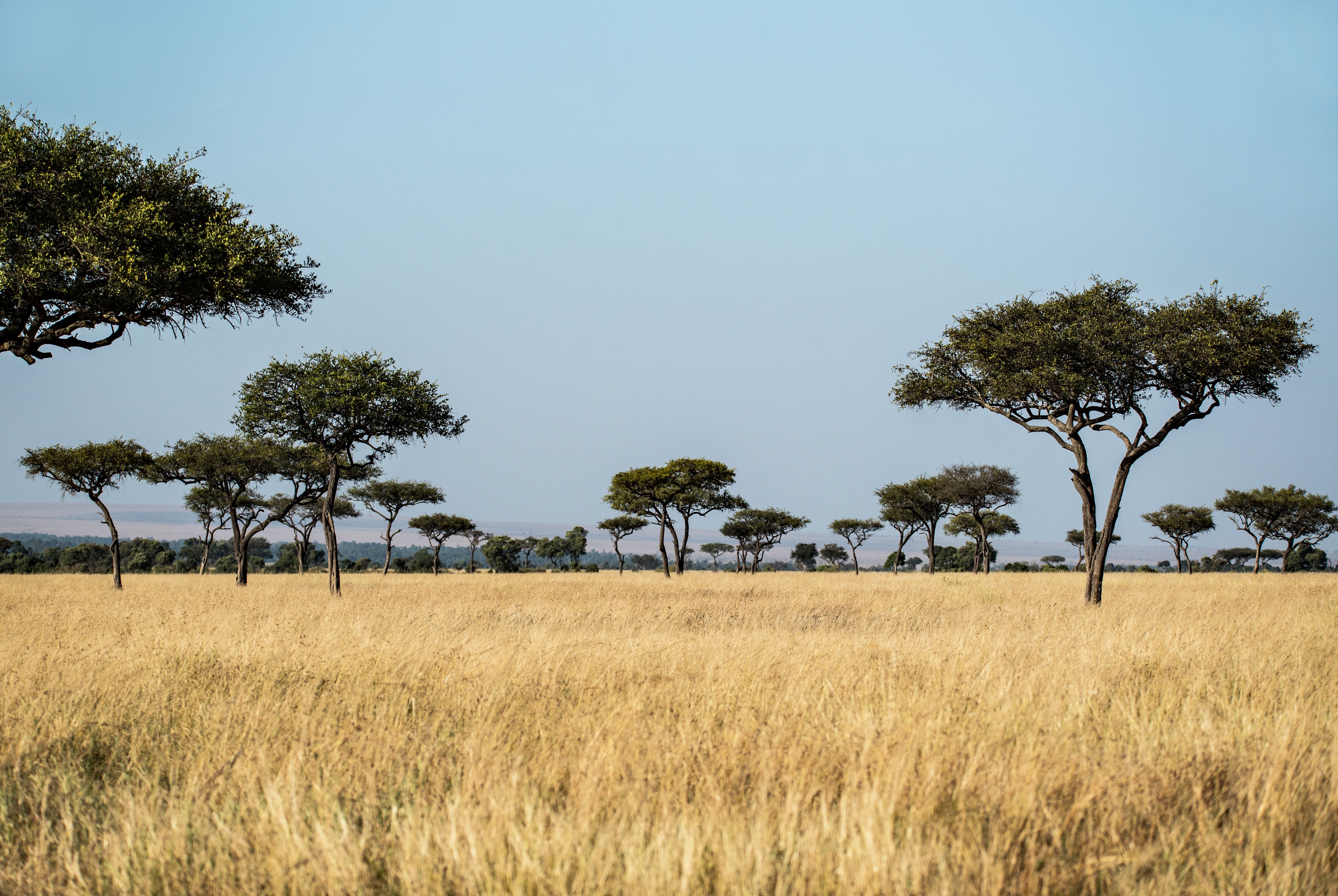 Саванны и редколесья занимают обширные равнины африки. Теуантепек Саванна. Моюнкумская Саванна. Саванны и редколесья Африки. Африканская Саванна Редколесье.