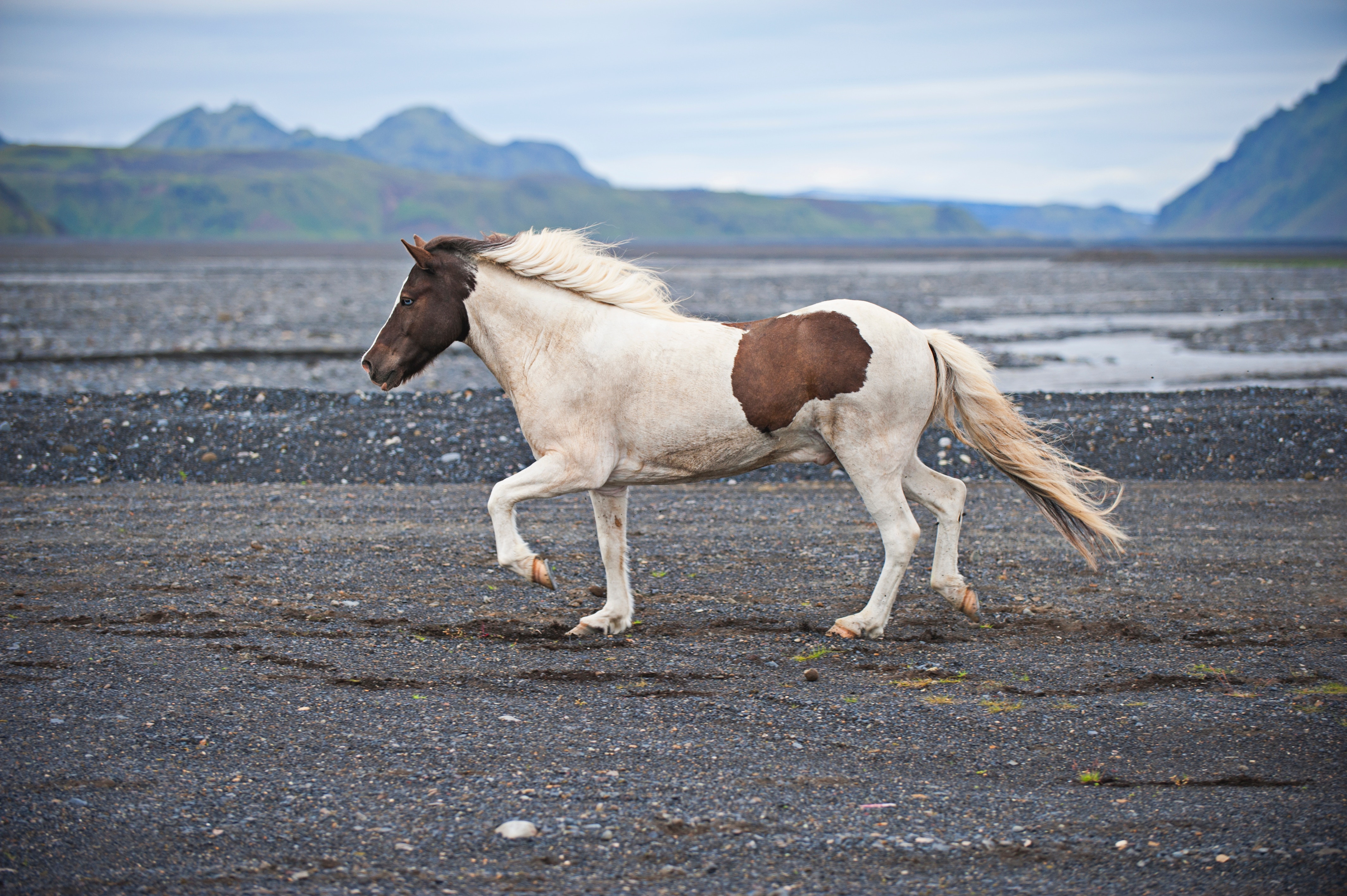 Пони бежит со скоростью 21. Исландская лошадь иноходь. Исландия лошади. Исландский пони. Исландская порода лошадей.