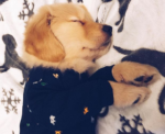 Meet Hudson – the Cutest Golden Retriever in San Diego