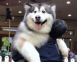 This Viral Video of a Timid Husky Will Melt Your Heart