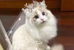 This Insta-Famous Ragdoll Cat is Purrfectly Pretty