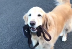 Golden Retriever Takes Himself on a Walk in a Heartwarming Video