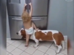 Toddler and Dog Team Up To Pull Off the Perfect Heist in Viral Video