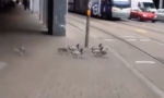 German Ducks Obey Traffic Laws in Adorable Viral Video