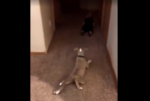 Dog Crawls Like a Baby in Viral Video
