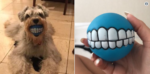 The Funniest Pictures of the Week