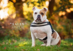 Artist Shoots Professional Photos of Dogs up for Adoption