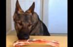 What Happens When a Trained German Shepherd is Left Alone With a Steak