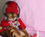 Meet Angel, the Adorable Fashionista Cat
