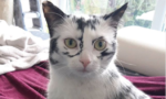 Amazing: This Kitty Changed Her Spots Due to a Rare Skin Condition