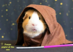 Adorable Hamster Celebrates Star Wars Day in Grand Style