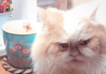 Will Louis Be Grumpy Cat’s Successor?