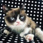 Instagram Sensation Grumpy Cat Is Now In Cat Heaven