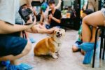 This Corgi Cafe in Thailand is All the Rage