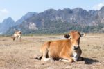 Cow Goes Viral After Joining a Herd of Wild Bisons