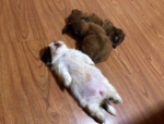 Shih Tzu Puppy Takes Playing Dead to a Whole Other Level