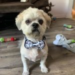 12-Year-Old Creates Adorable Bow Ties for Shelter Pets