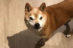 People Are Fawning Over This Grumpy Shiba Inu Grumpy Sheeb