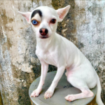 Meet Lucky, The Chihuahua With One Big Eyebrow