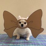 Chihuahua-Mametaro Slays the Cosplay Scene