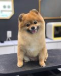 These Dog Grooming Videos Are Oddly Relaxing
