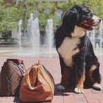 This Hotel Has a Big Bernese Mountain Dog Who Will Tuck You in at Night