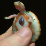 Check Out Hope: The Turtle Born With An Exposed Heart