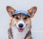 Follow Pavlov the Corgi’s Many Adventures