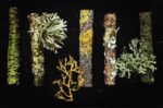 Amanda Cobbett’s Embroideries Are Nothing Short of Incredible