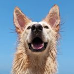 Sam is What Happens When You Mix a Golden Retriever with a German Shepherd