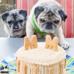 Follow the Head-Tilting Pugs, Minnie and Max