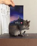 Jaemy Choong is Recreating Your Favorite Movies Posters with His Cat