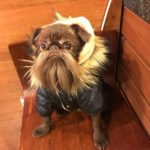 Nuts is the Cutest Little Bearded Brussels Griffon