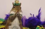 Jill’s Incredible Journey to Becoming Instagram’s Most Beloved Squirrel
