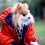 Pom Pom Chewy Is Our Latest Instagram Crush