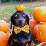 For Our Next Trick, We’ll Need a Dachshund