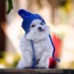 Look At That Face! You’d Want to Follow This Pooch On Instagram