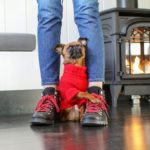 This Is One Pouty Pooch!