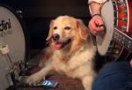 A Musician and His Dog Formed the Most Adorable Band